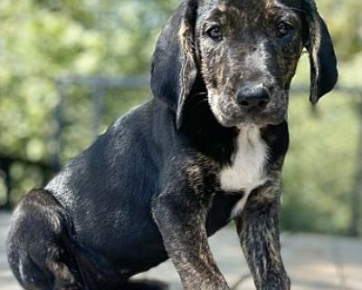 Viola - Grenada V litter of 3 - Beagle/Plott Hound Mix Female Puppy for Adoption