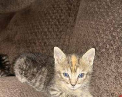 Kittens cannot be fixed until 5-6 months old! Vaccines start at 8 weeks, as well as flea and tick treatment. Star is a new kitten, born October 5th, to a community cat named Luna who is Calico. She is one of 6 kittens in this litter, which will be the second litter of hers that I have cared for. She has been socialized daily, is currently doing okay at litter box training, and is weaning onto s...