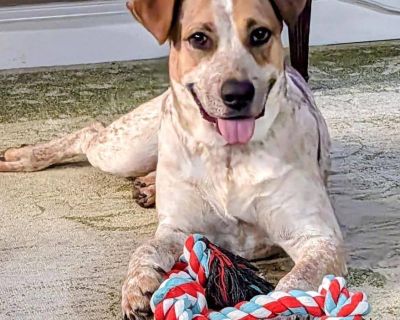 Dog for adoption - Hachi, an Australian Cattle Dog / Blue Heeler Mix in  Portland, OR