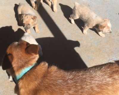 Red Heeler/Australian Cattle Dog Puppies