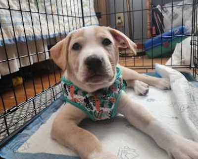 Little Foot - American Pit Bull Terrier/German Shepherd Dog Mix Male Puppy for Adoption