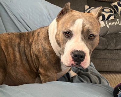 2 yr old Female Pitbull (Pocket)