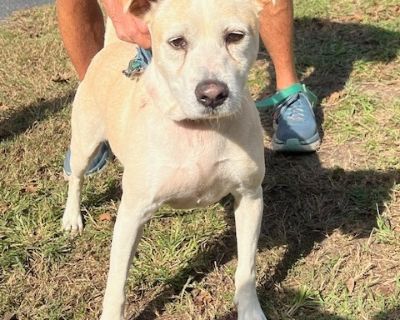 Health Vaccinations up to date, spayed / neutered.. Adult Male Medium Yellow / Tan / Blond / Fawn