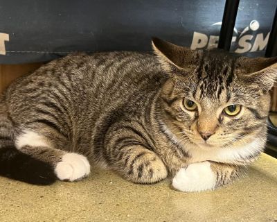 Levi - Domestic Short Hair Male Cat for Adoption