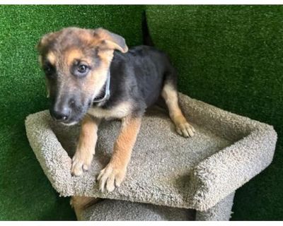 A5651018 - German Shepherd Dog Female Puppy for Adoption