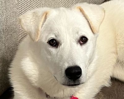 Freya - Husky & Great Pyrenees Mix Female Dog for Adoption