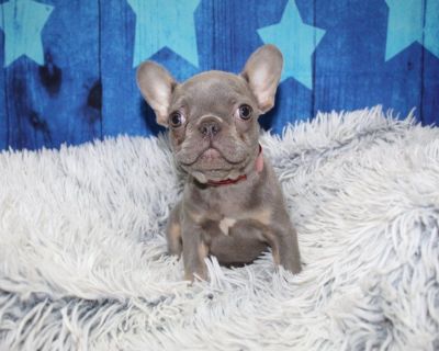 AKC French Bulldogs