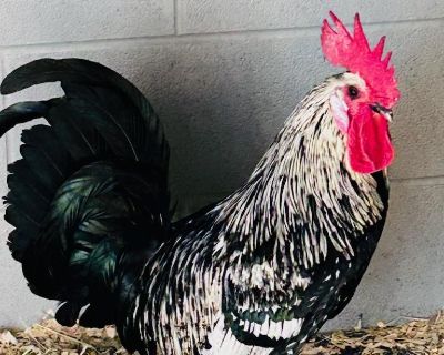 Adult Male Medium Black , White