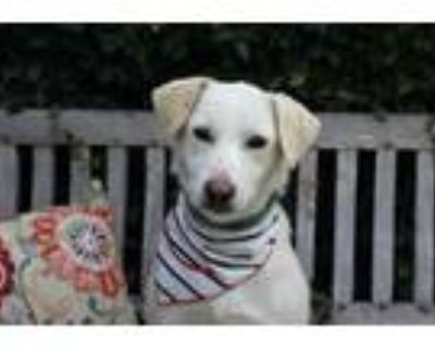 Adopt Blanche - Cat FriENdLy!!! a Labrador Retriever