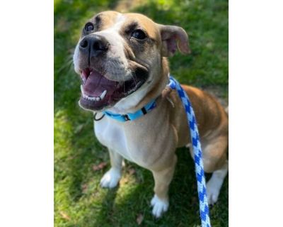 Sailor - Boxer/Mixed Breed (Medium) Mix Female Dog for Adoption