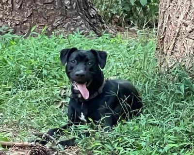 Joe - Labrador Retriever & Hound Mix Male Puppy for Adoption