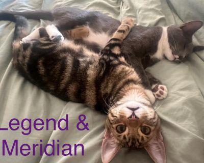 Legend & Meridian - BONDED! MUST Be Adopted Together! - Domestic Short Hair Male Cat for Adoption