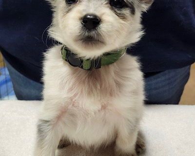 Poppie - Australian Cattle Dog / Blue Heeler & Jack Russell Terrier Mix Female Puppy for Adoption