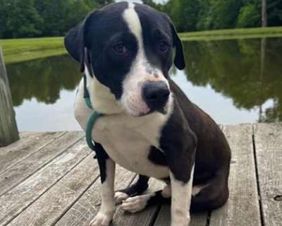 Huey - Labrador Retriever Male Dog for Adoption