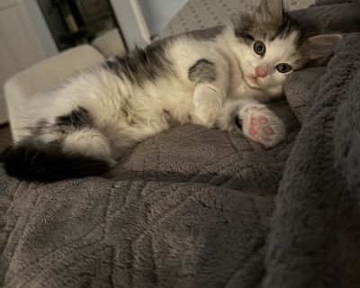 Breed - DLH Male Weight - 3lbs Estimated Age DOB: 9/7/20205 If you are interested in adopting this cat, please fill out our cat adoption questionnaire at https://www.shelterluv.com/matchme/adopt/HTAR/Cat. For questions, email magdal@homewardtrails.org HOW TO MEET THIS CAT: This cat is in a foster home. To meet this kitty please complete the adoption questionnaire. LOCATION: Foster home ADOPTION...