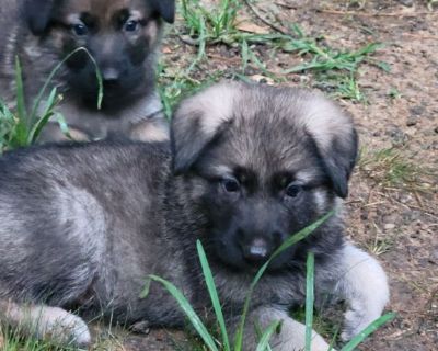GERMAN SHEPHERD PUPPIES 
7 weeks old
3 male 1 female
Small rehoming fee