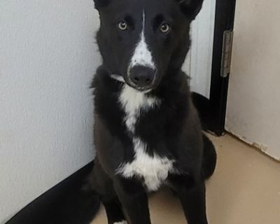 Meg - Siberian Husky & Shepherd Mix Female Dog for Adoption