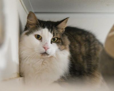 Bing - Domestic Long Hair & Domestic Short Hair Mix Male Cat for Adoption