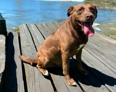 Introducing Hazel ! A lovely 5-year-old female searching for her perfect forever home! This sweet girl is bursting with affection and enjoys leisurely walks, playful fetch sessions, and cozy cuddle time. Hazel is selective with other dogs, so she d thrive best as the only pet in a calm, loving environment with patient adopters who can give her all the attention and love she craves ! She s house...