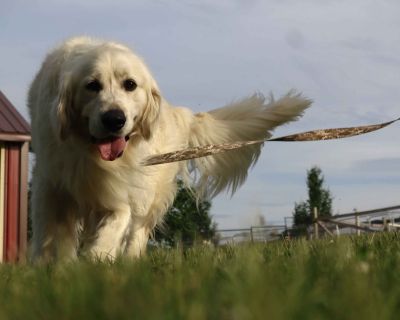 2 Male and 3 Female Golden Retriever Puppies for Sale