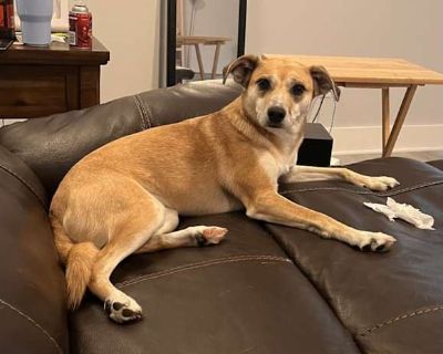 Freya - Terrier (Unknown Type, Medium)/Shepherd (Unknown Type) Mix Female Dog for Adoption