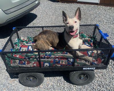 June Bug - Bull Terrier & American Staffordshire Terrier Mix Female Dog for Adoption