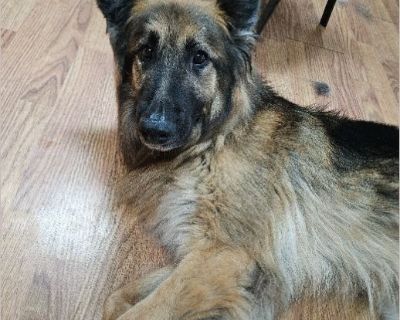 Matcha - Female Adult German Shepherd for Adoption