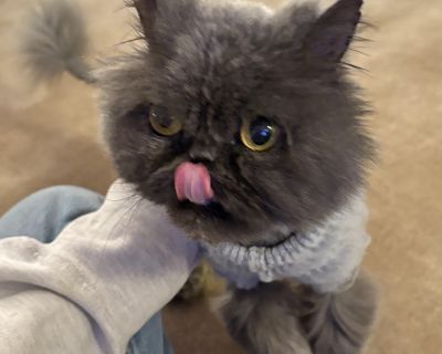 Smoosh - Persian Female Cat for Adoption