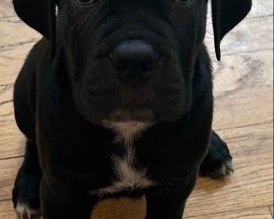 4 Female Cane Corso Puppies for Sale