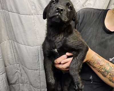 Heath - Labrador Retriever/German Shepherd Dog Mix Male Puppy for Adoption