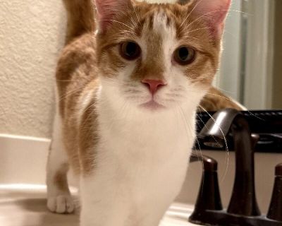 Grouper Fish - Domestic Short Hair & Tabby Mix Male Cat for Adoption