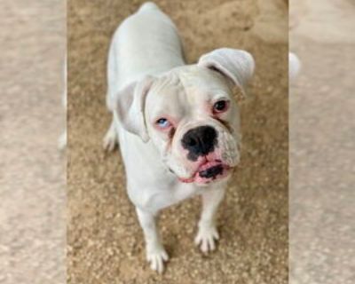 Herrick - Male Boxer Adult Dog for Adoption