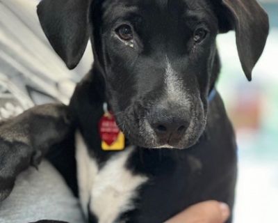 Rocky - Border Collie & Husky Mix Male Puppy for Adoption