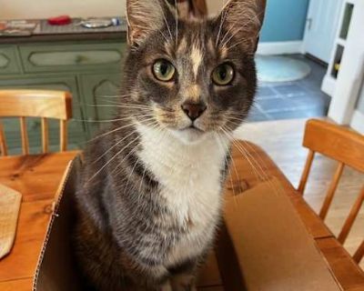 Finnegan is a foster fail. We fell in love with him and his playful personality. He loves to chase toys and zip around our home. He is about 8 years old. He's an indoor cat and has expressed no desire to go outside. He does have a special diet due to a urinary blockage that he has only had once in his life. Finnegan's new home would not have male cats like ours. He prefers to be around his peop...