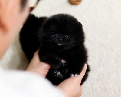 Pure black teacup pomeranian puppy boy
