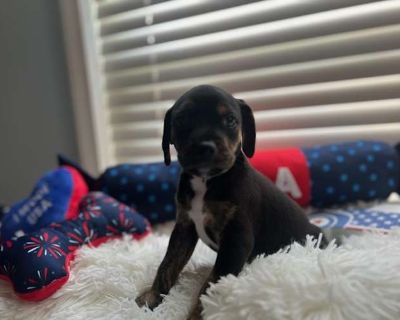 Boone - Rat Terrier Male Puppy for Adoption