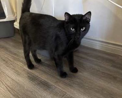 Junior - American Shorthair Male Cat for Adoption