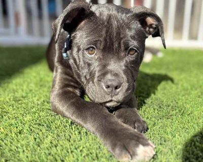 Tulip - Labrador Retriever Female Puppy for Adoption
