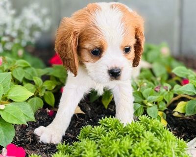 4 Male and 2 Female Cavalier King Charles Spaniel Puppies for Sale