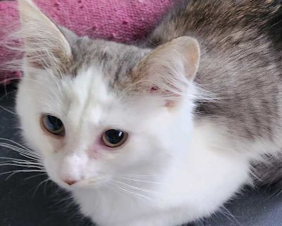 Child. Gray, blue or silver tabby. Hair: medium. Rescued from a life outdoors...I am sweet and cuddly. I have the most beautiful fluffy tail. My brother is Oakley. Adoption process Community Angel Network requires an application for each cat/kitten. Adoption fee is $125 All cats/kittens are up to date on age appropriate vaccines, spayed or neutered, and single kittens (or mothers of litters) ar...