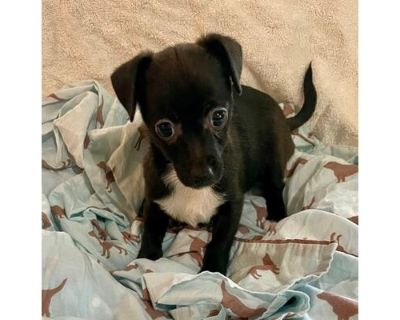 Maci - Chihuahua/Mixed Breed (Medium) Mix Female Puppy for Adoption