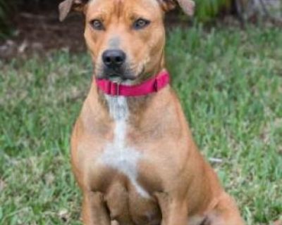 Stevie Ticks - Boxer Mix Female Dog for Adoption