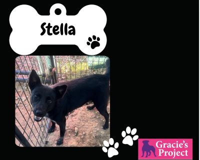 Stella - Border Collie Mix Female Dog for Adoption