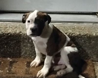 American Bulldog Puppies
