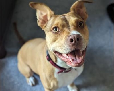 Stormi - American Staffordshire Terrier / Pit Bull Female Puppy