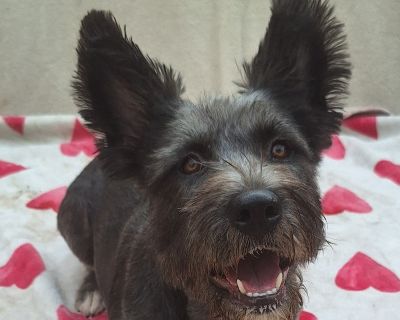 Malia - Scottish Terrier Female Dog for Adoption