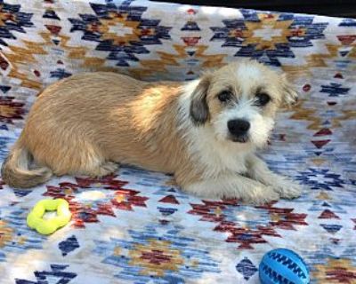 Weezer - Westie, West Highland White Terrier Female Puppy for Adoption