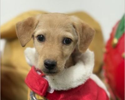 Exciting News: This adorable pup will be at an adoption event near you! Check our website: https://AmazingDogsRescue.org/dogs/ Or call 888.508.8943 (Monday to Sunday, 8 AM to 8 PM).