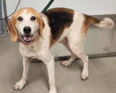 Pee Paw - Coonhound/Coonhound Mix Male Dog for Adoption