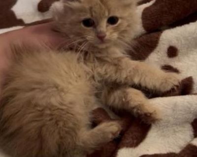 Household pet. Not registered. First vaccines, de wormer, flea prevention. 8 weeks Loves kids and other animals Litter box trained She s a person ragdoll mix